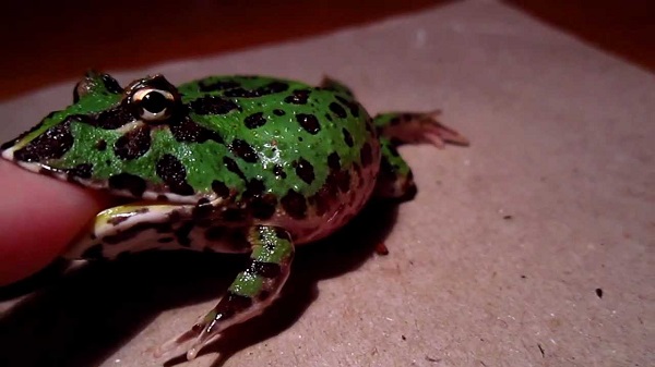 angry-frog